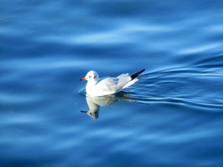 seagull in the sea