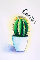Watercolor handpainted succulent in pot. Hand drawn cactus. Watercolor sketch, illustration.