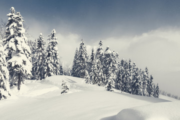 Beautiful winter landscape with snow covered trees, snowfall.