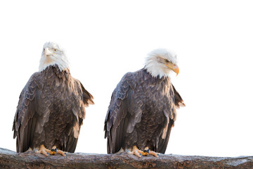 Two bald feral eagle perched on a dry branch isolated on white