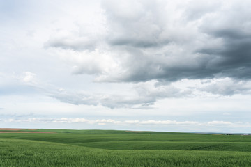 Palouse Washington Wheat Field