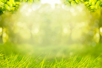 Obraz na płótnie Canvas Spring or summer background, green tree leaves frame