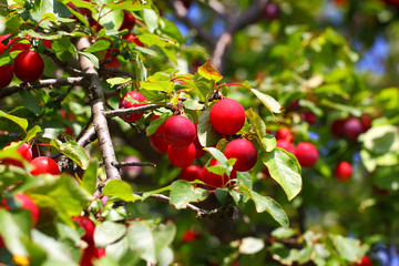 Plums red mature hang on a tree branch among the leaves. Bokeh effect.