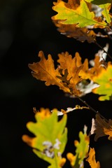 Autumn Oak Leaves on the Branches on Black Background