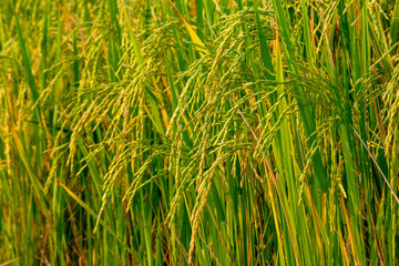 Yellow Green Rice field