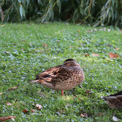 duck on grass