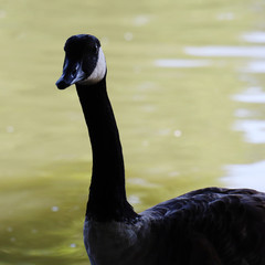 Goose on the lake