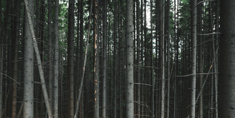 Fototapeta premium Background photo of coniferous trees trunks. Beautiful summer fir forest panorama shot. Amazing fir woods landscape scenery photographed in the evening. Copy space, pattern, wallpaper.
