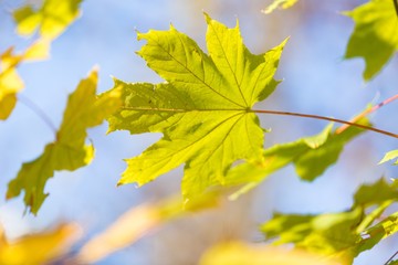Yellow Autumn Maple Leaves on the Branch