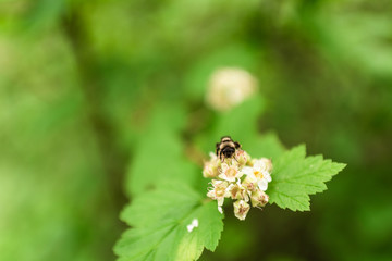 Bumble Bee