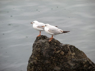 seagulls on a rock