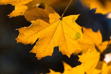 Fototapeta na wymiar Yellow Autumn Maple Leaves on the Branch