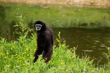 Fototapeta premium Lar Gibbon