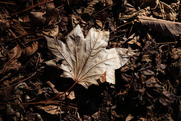 Autumn leaves on the ground