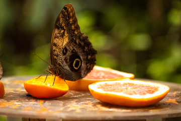 Fototapeta premium butterfly on Orange