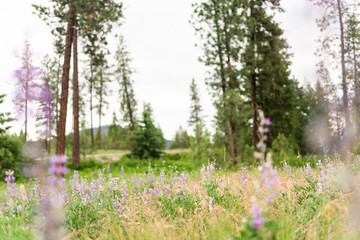 Flower Field in Mountain