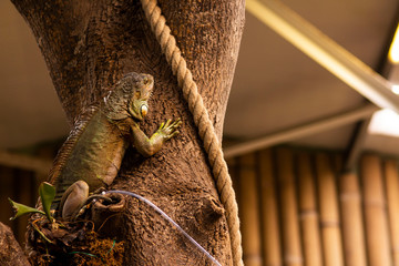 Iguana