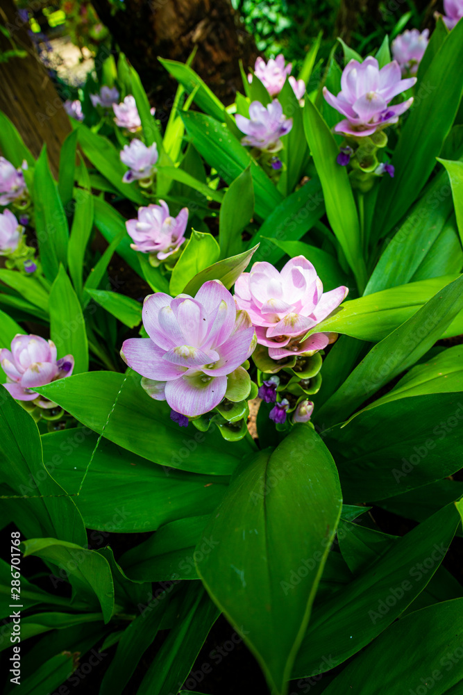 Wall mural Curcuma Alismatifolia flower in the garden