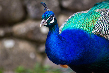 Fototapeta premium peacock