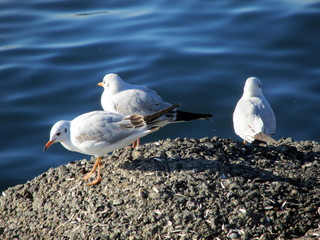 seagulls on the beach