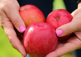 three beautiful juicy red apples in the hands of a woman in the garden