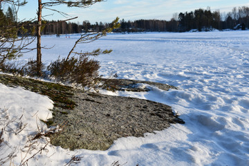 Pine tree on a rocky shore and a family walking on the frozen lake in the background.