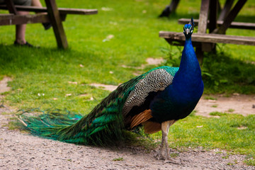 Obraz premium peacock with feathers