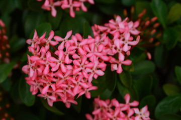Pink ixora in pretty shape