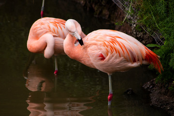 flamingo in zoo