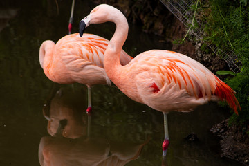 flamingo in zoo
