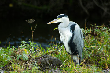 Heron