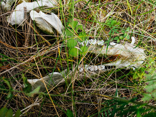 The jaws of a dead animal in the grass