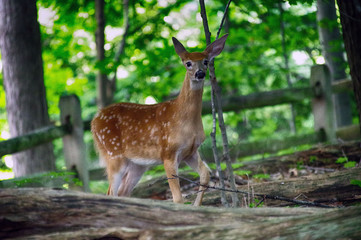 Young Curious Whitetail Deer Fawn