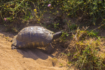 Fototapeta premium turtle on the road