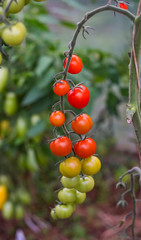 branch with small cherry tomatoes of different ripeness