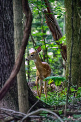 Young Whitetail Deer Fawn With Trees and Vines