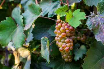 Close up vineyard and grapes at sunset in autumn harvest. Harvesting time or winemaking concept
