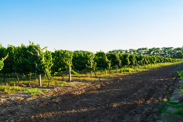 Vineyard at sunset in autumn harvest. Harvesting time or winemaking concept