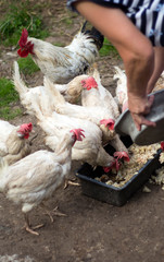 good woman mistress feeds her pet hens and cock food