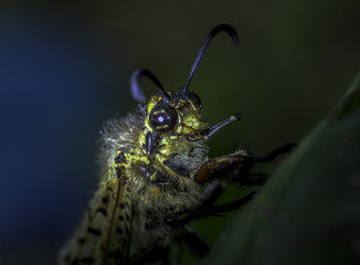 Simpatica falena