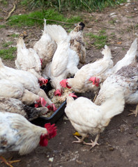feeding chickens and rooster on a mini farm in the countryside