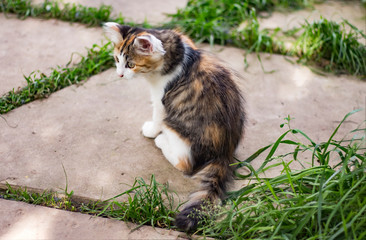 Obraz premium little kitten sitting in the garden among the grass