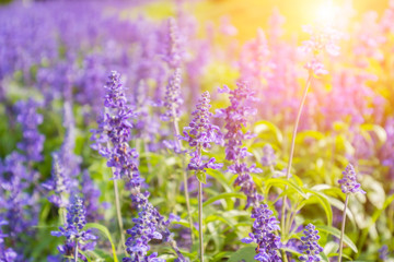 Violet lavender flowers on water.