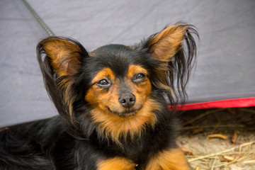 red and black Russian long haired Toy Terrier lying on the ground