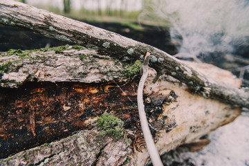 Fire in the forest and the consequences. Smoldering stumps and their quenching with water
