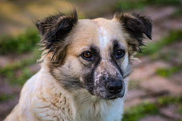 mirada de un perro triste 