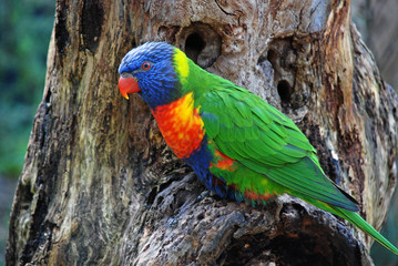 rainbow lorikeet in tree