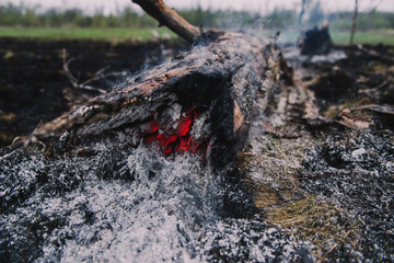 Fire in the forest and the consequences. Smoldering stumps and their quenching with water