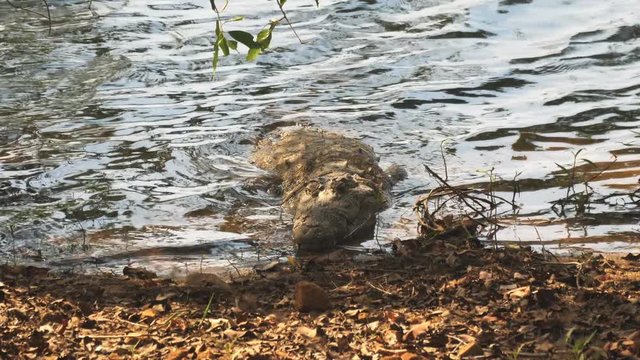 a mugger crocodile on the shore of lake tadoba of tadoba andhari tiger reserve in india- 4K 60p