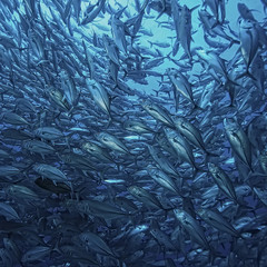 many Caranx underwater / large fish flock, underwater world, ocean ecological system